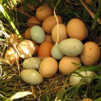 Huevos pastoriles