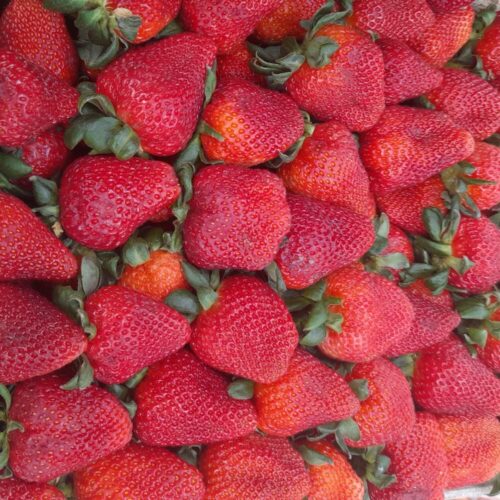 Frutilla Agroecológica