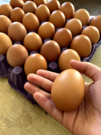 Huevos pastoriles - Imagen 2
