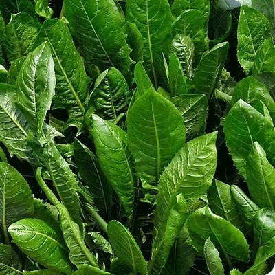 Radicheta Agroecológica